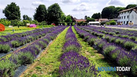 A Cameri Torna Il Festival Della Lavanda Un Mese Di Appuntamenti