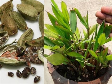 Green Cardamomelaichi Nature Care Badi Elaichi Cardamom Live Plant