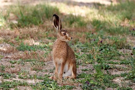 Rabbit Ears Field Hare Long Eared Free Photo On Pixabay Pixabay