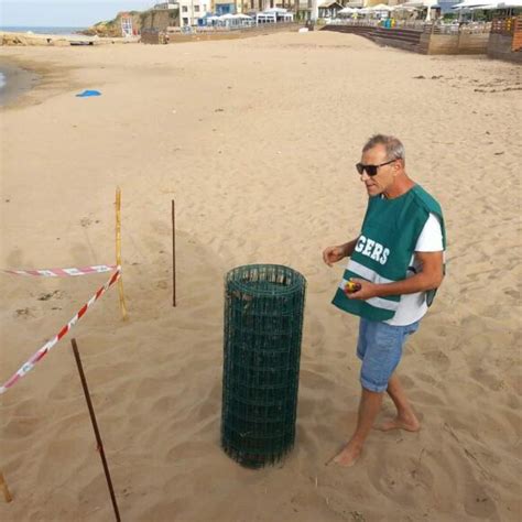 Tartaruga Caretta Caretta Depone Le Uova Sulla Spiaggia Di Selinunte