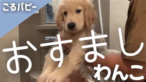 お風呂でおすまし顔になっちゃった子犬 ゴールデンレトリバーパピー たふく Golden Retriever Puppy Youtube