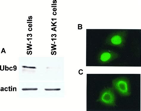 Ubc Interacts With A Nuclear Localization Signal And Mediates Nuclear