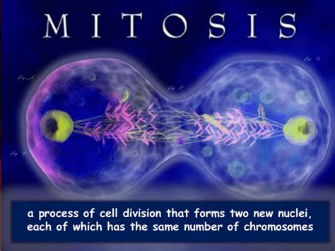 Mitosis Meiosis Cell Powerpoint Ppt Presentations Mitosis Meiosis ...