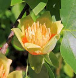 Kentucky State Tree: Tulip Poplar / Yellow Poplar