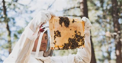 Jim Belushi Bee