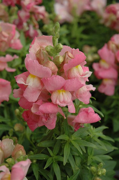 Snapshot Pink Snapdragon Buchanan S Native Plants