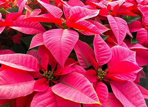 Are Poinsettias Poisonous Plus Other Things You Might Not Know About