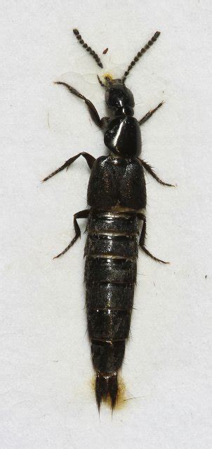 A Rove Beetle Philonthus Concinnus Idaho Fish And Game