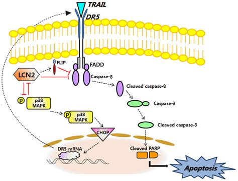 Lipocalin Inversely Regulates Trail Sensitivity Through P Mapk