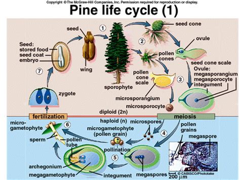 Chapter 28 Plant Reproduction Flashcards Quizlet