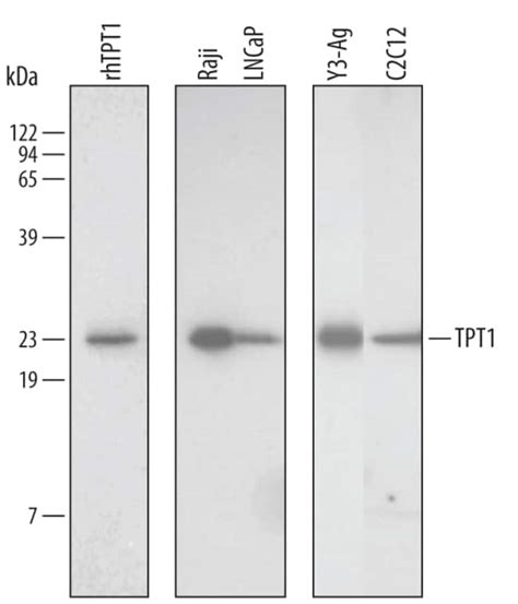 Humanmouserat Tpt1tctp Antibody R D Systems 100ug Unlabeled