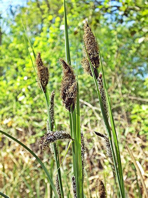 Marginal Pond Plant Potted 1 Litre Greater Pond Sedge Carex Ri