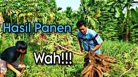 Panen Singkong Bibit Pendek Sistim Tanam Kubur YouTube