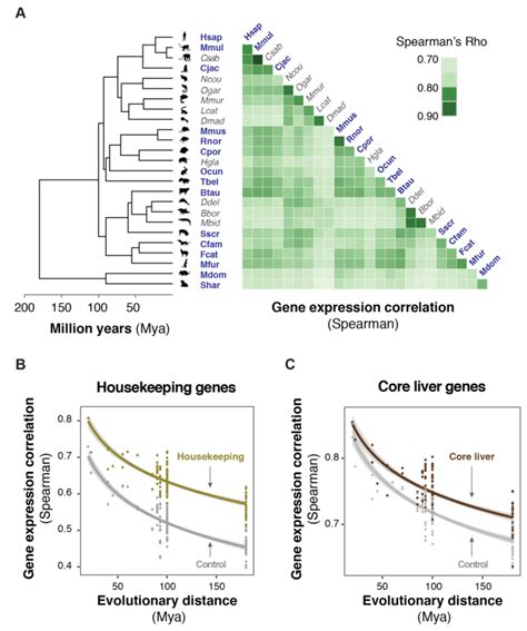 Liver Gene Expression Levels Are Highly Conserved Across 25 Mammalian