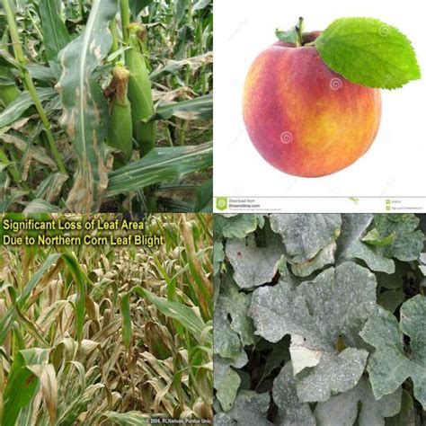 Plant Disease Object Detection Dataset V Pm By Project