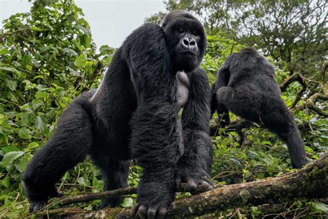 Virunga National Park Gorilla Trekking The Congo Cancellation