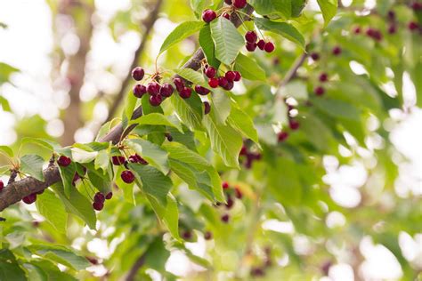 How To Grow And Care For A Bing Cherry Tree