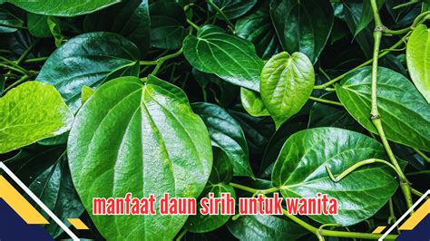 Manfaat Daun Sirih Untuk Wanita Panduan Lengkap Untuk Kesehatan Yang Optimal