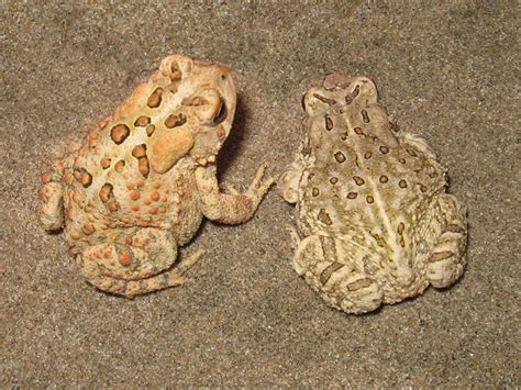 What is the Difference Between Toads & Frogs? | Wildlife Preservation ...