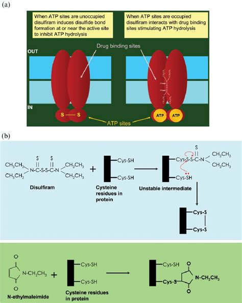 The Biochemical Basis Of The Action Of Disulfiram On The Abc Drug