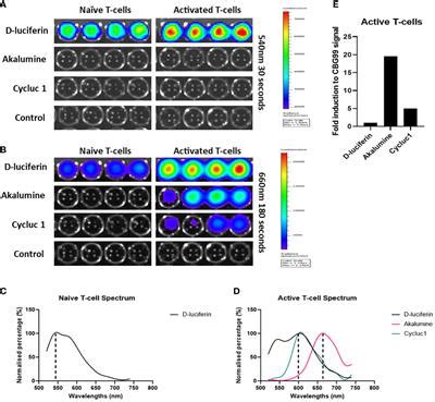 Frontiers Whole Body Bioluminescence Imaging Of T Cell Response In