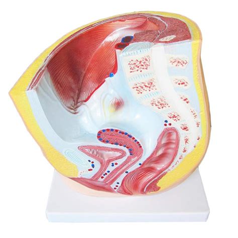 Buy Female Pelvic Sagittal Section Anatomical Model Sagittal Section