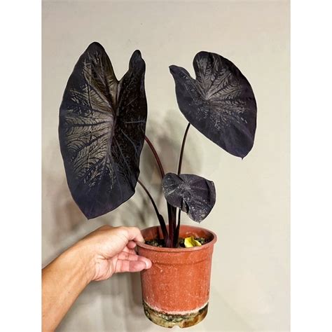 Colocasia Black Coral 黑色珊瑚（法老王面具、觀葉植物、雨林植物、斑葉植物、彩葉芋可參考） 蝦皮購物