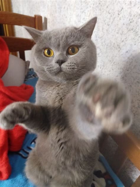 Кот Тима | Cats, Animals