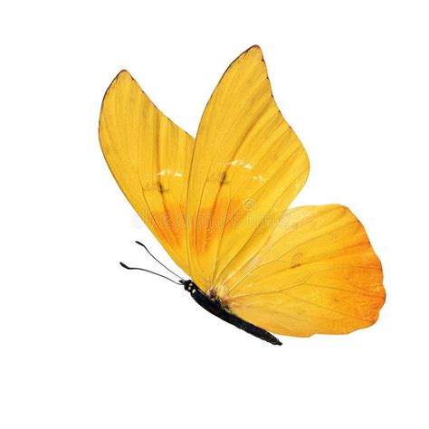 Photo About Beautiful Yellow Butterfly Isolated On White Background