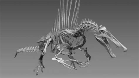 El Spinosaurus Aegyptiacus El Mayor Depredador Del Cret Cico Sab A Nadar