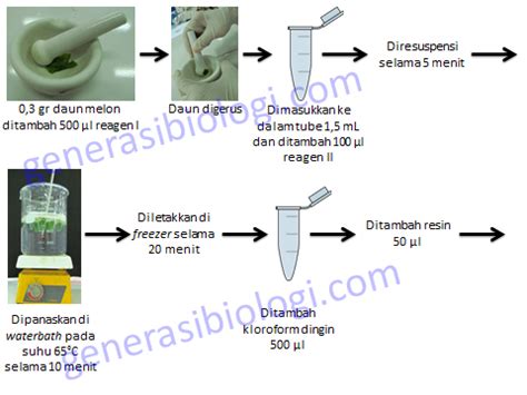 Prinsip Metode Dan Teknik Isolasi DNA Biologizone