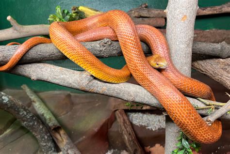 Everglades Rat Snake Utica Zoo