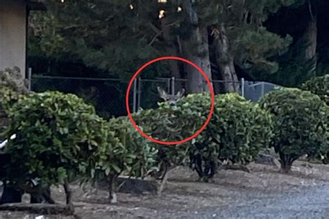 Can You Find the Deer Hiding in These Photos? - Outdoors with Bear Grylls