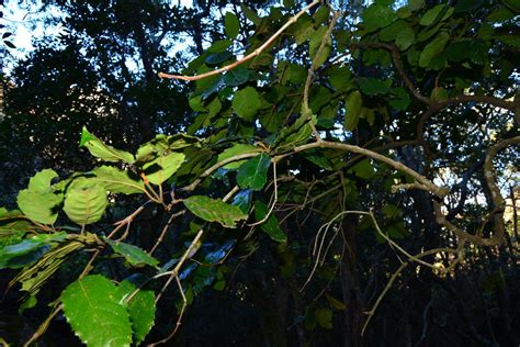 Assegai Tree Plants Of Pledge · Inaturalist