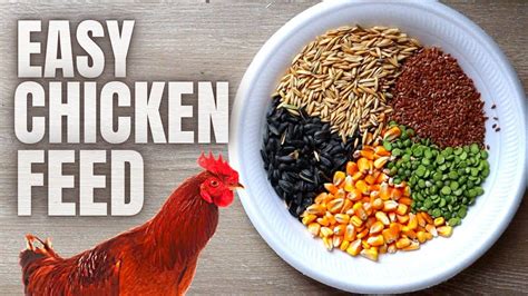 HOW TO MAKE YOUR OWN DIY HEALTHY HOMEMADE CHICKEN FEED YouTube In