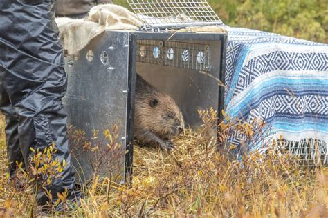 News Beaver Trust