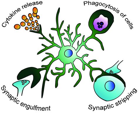 Cells Free Full Text Microglia After Seizures And In Epilepsy