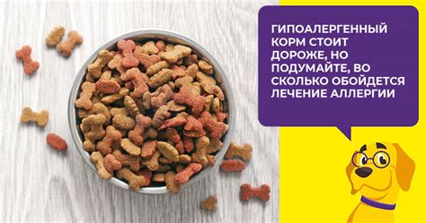 Аллергия на корм у собак: симптомы, признаки, лечение и диета