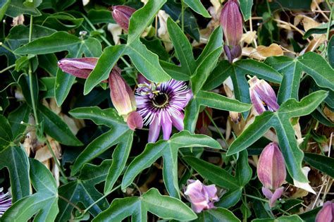 Passiflora Amethystina Cultivated Usa Eflora Of India