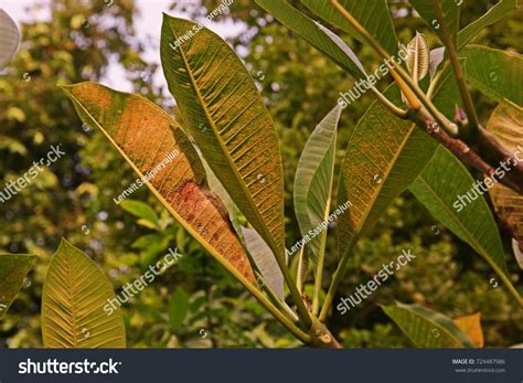 Plant Disease Plumeria Leaves Disease Rust Stock Photo 724487986