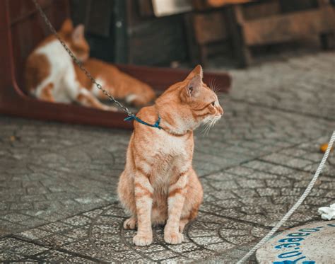картинки : Кот, Млекопитающее, Felidae, Плотоядное животное, От ...
