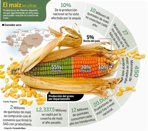 Grupo Cadelga Vive Tu Tierra Producción Del Maíz En Olancho