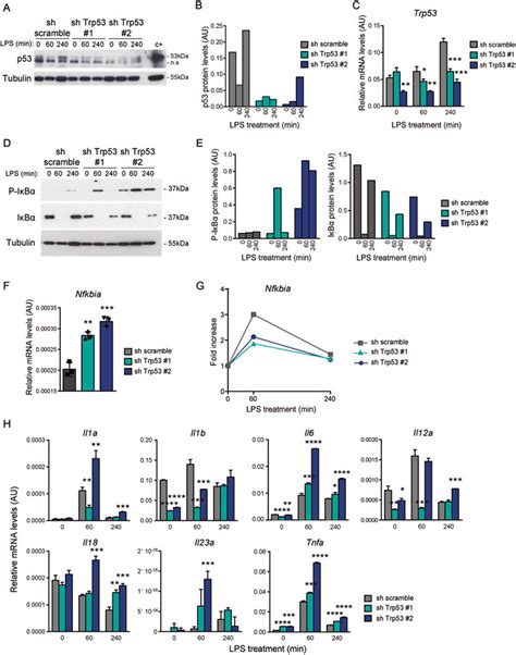 p53 knockdown leads to an increased pro-inflammatory cytokine ... 