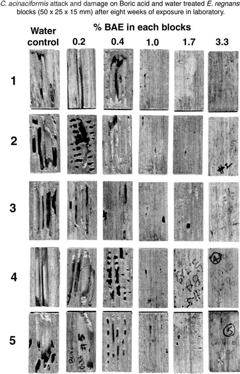 Termite attack and damage of boric-acid-treated E. regnans in... | Download Scientific Diagram