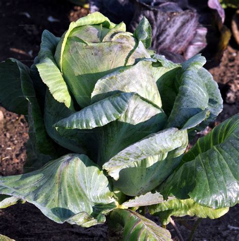 Suche nach Arten Gemüse Kohl Brassica oleracea L