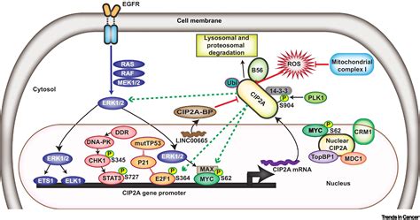 Cip2a Coordinates Phosphosignaling Mitosis And The Dna Damage