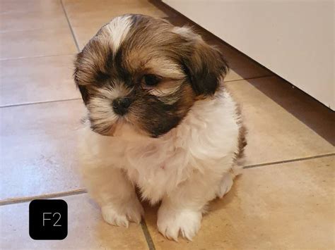 Superbes chiots Shih Tzu à vendre Petite Annonce chien