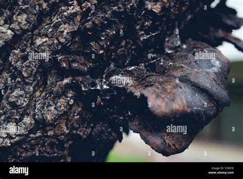 Trees And Fungi Hi Res Stock Photography And Images Alamy