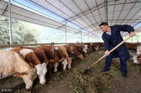 2018年養豬牛羊補貼都很大，唯獨養雞補貼低，都領到了多少錢 每日頭條