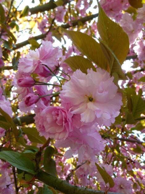 Prunus Serrulata Kanzan Ciliegio Da Fiore Ciliegio Giapponese